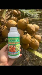 CANXIBO-CHỐNG RỤNG TRÁI DỪA NGĂN NGỪA RỤNG TRÁI TĂNG KHẢ NĂNG RA HOA ĐẬU QUẢ CHAI 500ML