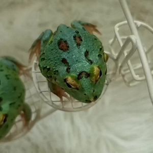 蓝武士角蛙/宠物角蛙 4CM Samurai Blue Pacman Frog/Horned Frog/Live Frog