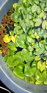 บัวบาบัวจิ๋วน่ารักราคาประหยัดคุ้มค่าบรรจุ1-3กอ