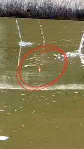 umpan ikan mas siap pakai gacor umpan juara untuk lomba mancing ikan mas