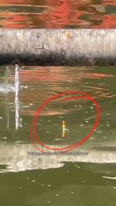 umpan jadi siap pakai untuk lomba mancin ikan mas galapung mancing ikan mas harian kilo gebrus