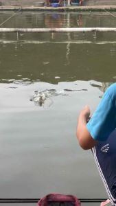 UMPAN JADI UNTUK LOMBA MANCING IKAN MAS umpan juara mancing ikan mas