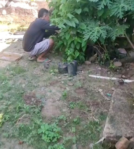 BIJI | BENIH KACANG SACHA INCHI | KACANG BINTANG