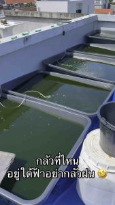 ชุดเพาะเลี้ยงไรแดงแถมไข่ T10 ชุดทำน้ำเขียวสาหร่ายคลอเรลลา ชุดทำน้ำเขียว อามิ ไข่ไรแดงมาโครโคปา ไข่ไรแดงเทส ไข่ไรแดงสยาม