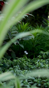 Arrafi AR 875: Jilbab Hijab Anak Remaja untuk Hari Raya Lebaran