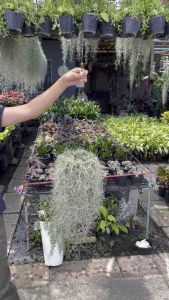 เคราฤาษีต้นไม้ฟอกอากาศ ไซส์ 8 นิ้ว ( จำนวน 1 ต้น ) พุ่มหนาๆ พร้อมลวดแขวน