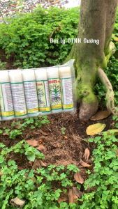 10 ống Siêu Ra Rễ Gốc Mai Cây Trồng