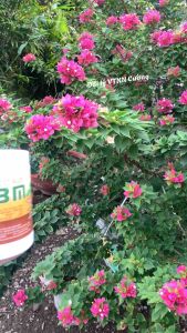 Dưỡng Cây Ra Hoa Nhanh N3M 500g - Chính Hãng