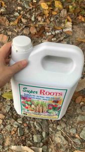 Super Roots Siêu Ra Rễ Gốc Mai Tạo Nụ