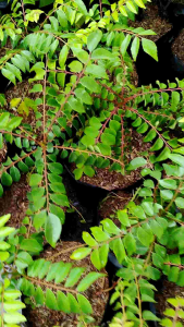 Curry Leaves (Murraya koenigii) -  - Pokok Daun Kari - करी पत्ता पौधा Curry Leaf Plant – Aromatic Herb Culinary Essential Fast Growing Tropical Garden Edible Leaf LIVE PLANT