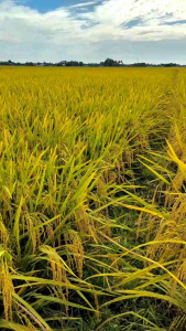 Bibit padi SEDAYU benih unggul premium kemasan 5 kg 100%asli