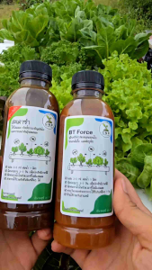 สะเดาซ่า ไล่แมลง ยับยั้งการเจริญเติบโตและการแพร่พันธ์ของแมลง