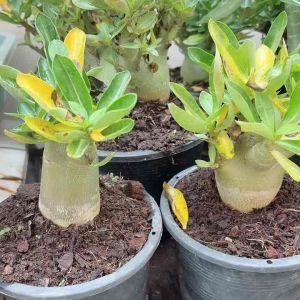 ชวนชมก๊อตจิ กระถาง6นิ้ว