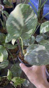 Monstera deliciosa ‘Thai Constellation’ size lá 10 đến 15cm