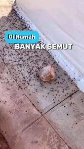 Wiselie Anti Semut | Pembasmi Semut | 1Ltr | Penghilang Semut Efektif Pembunuh Semut dengan Aromatic