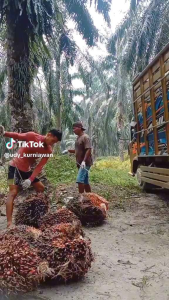 Tojok Sawit Super Kuat: Pilihan Tepat Untuk Olahraga & Permainan