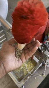 h3mse3d for parrots bird feed Seed for parrots (size:Medium and large (training or recall) 500gm and 1kg