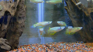 [ 2pcs | PAIR ] Golden Wonder Killifish | 5 ~ 6cm