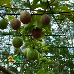 15 BUTIR BIJI/BENIH TANAMAN MARKISA UNGU