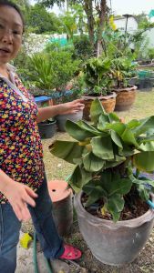 กล้วยหอมแคระ โตสุดไม่เกิน 80 เซน