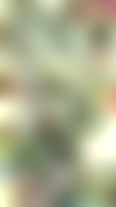 Rare Plant Silver Squill/Leopard Lily/Wood Hyacinth