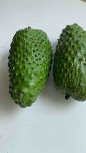 Replika buah sirsak (1pcs) / mainan anak / dummy buah / dekorasi meja makan