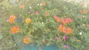 Keratan Batang Ros Jepun Mix Colour 🌹 40pcs | RM9.90 | Bahan Tanaman Colorful mixed flowers in a planter