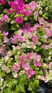 ต้นเฟื่องฟ้ ถุงดำ 4นิ้ว สูงจากปากถุง 30-40cm ต้นเฟื่องฟ้า ทนแดด ออกดอกทั้งปี Bougainvillea