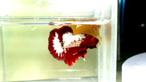 Red Copper Fancy Halfmoon Plakat HMPK Betta Fish / Ikan Laga/ 斗鱼 (Not random fish)16
