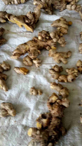 หัวไพลสดราคาส่งถูกที่สุุด 1 กิโล ปลูกแบบออแกนิค