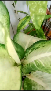 Parfum Cewek Tahan Lama: Khsm Parfum Scandal