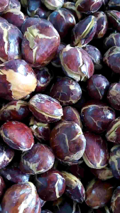 JENGKOL Tua super Fress 1kg mentah