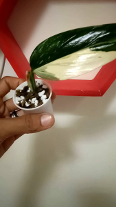 Bunga Hias Stand Diana Variegatus: Desain Dekorasi Imut