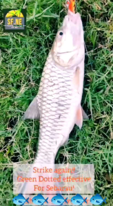 Gewang Sebarau Tengas Lure Sinking Minnow 50SF 3in1 (From KL)