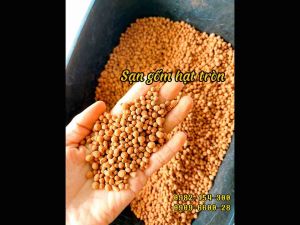 SẠN GỐM NỀN GỐM CERAMIC (HẠT TRÒN) TRẢI NỀN BỂ CÁ THỦY SINH BIOTOP