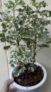 ผลกระทบสำหรับ "ต้นเล็บครุฑด่าง" ใบคล้ายใบผักชี เป็นไม้ฟอร์มกอที่ยิ่งโตยิ่งสวย สามารถปลูกและทำเป็นไม้บอนไซ (ไม้แคระ) ที่มีด่างสีขาว ความนาน 1 ครั้ง