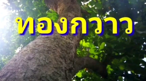 ต้นข่อยด่างไทย บ้านไพรทวี ต้นข่อยด่าง ข่อยด่าง กล้าไม้พร้อมปลูก