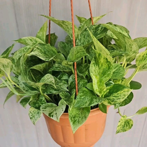 Money plant_Marble Queen- Epiprumnum