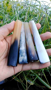 once pipa tanduk kerbau bule minimalis A592