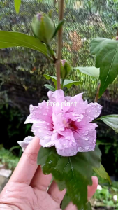 Bibit Tanaman Hibiscus/Bunga sepatu tumpuk ungu