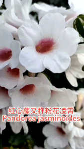 Pandorea Jasminoides Flower Seedlings Plant Door Flower Wall  粉花凌霄/红心藤植物花苗 纏繞藤蔓适宜供门花牆打造/Pandorea Jasminoides Anak Pokok Bunga Memanjat Tumbuhan Sesuai  Dinding Bunga Dan Pintu