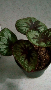 Tanaman hias begonia cristmas