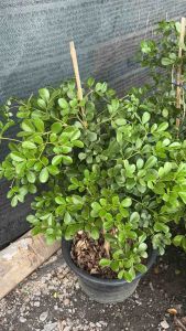 ต้นแก้วเจ้าจอม #แก้วเจ้าจอม  แก้วเจ้าจอม ต้นไม้มงคลมีกลิ่นหอมให้ร่มเงา ที่ปลูกได้ทั้งในและนอกตัว  กระถาง15" ⛔️ทักแชทก่อนสั่งซื้อ