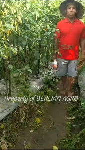 Benih Cabe Rawit Putih Merunduk UNION JAWARA isi 10 gram Sekitar 2000 biji | Produk Asli Jawara