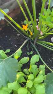 túi 20 Hạt giống bí ngòi vàng trồng quanh năm