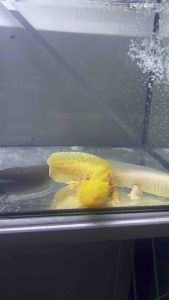 axolotl salamander