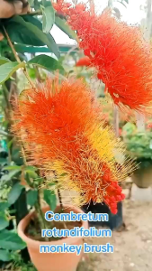 KKB Monkey Brush Vine Plant Combretum Rotundifolium