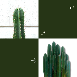 คอนโดนางฟ้า 100cm ตัดสด ปราสาท และ Cactus กระบองเพชร 2 สินค้า 1 คอนโดนางฟ้ายักษ์ แต่งคาเฟ่ แต่งร้าน