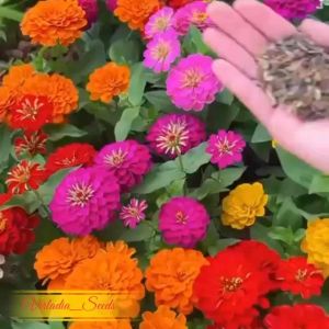 [Virladia Seeds] 15 Biji Benih Bunga Zinnia Pink Luminosa