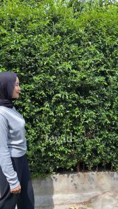 April Top Knit Long Sleeve - Atasan Knit Wanita Lengan Panjang Korean Style